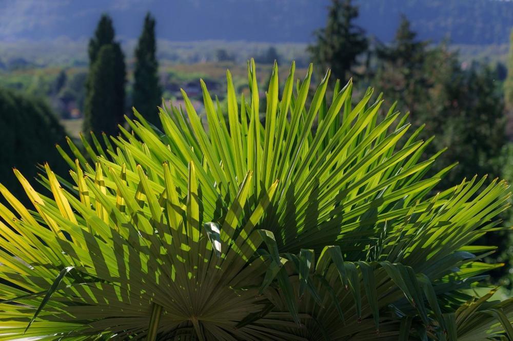 Chateau Du Raysse Villa Cazoules Buitenkant foto